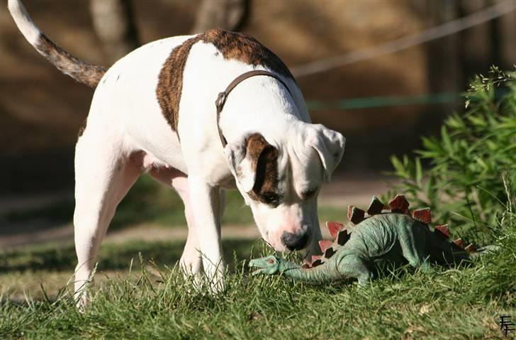 Amerikansk bulldog Nala *Kællingen* - WHAT! Du burde da være uddød for mange år siden??  billede 8