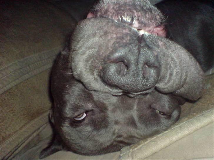 Amerikansk staffordshire terrier Bonzo *Himmelhund, den smukkeste af alle* - Så fræk kan man se ud når man sover billede 8