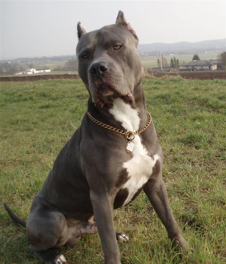 Amerikansk staffordshire terrier Bonzo *Himmelhund, den smukkeste af alle* - 21/8-06 billede 9