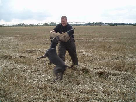 Amerikansk staffordshire terrier Bonzo *Himmelhund, den smukkeste af alle* - 21/8-06 billede 10
