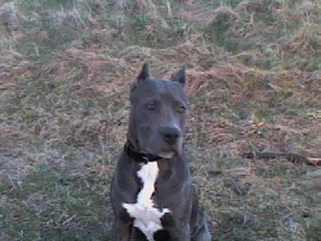 Amerikansk staffordshire terrier Bonzo *Himmelhund, den smukkeste af alle* billede 11