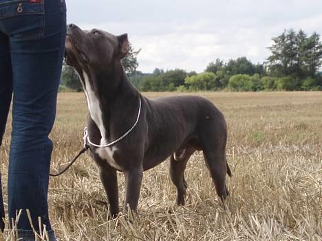 Amerikansk staffordshire terrier Bonzo *Himmelhund, den smukkeste af alle* - 21/8-06 billede 12
