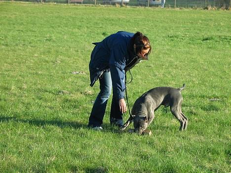 Amerikansk staffordshire terrier Bonzo *Himmelhund, den smukkeste af alle* - Her er vi ved at lære "aport" :O) billede 13