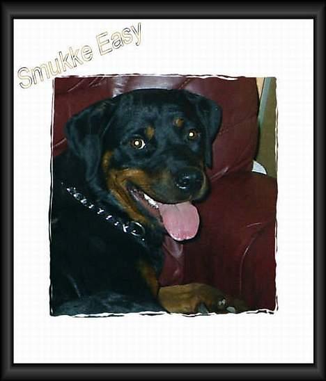 Rottweiler Vom Hause Fachmann´ Easy (RIP)  - Easy vil da gerne lige ha´et klap*S* billede 14