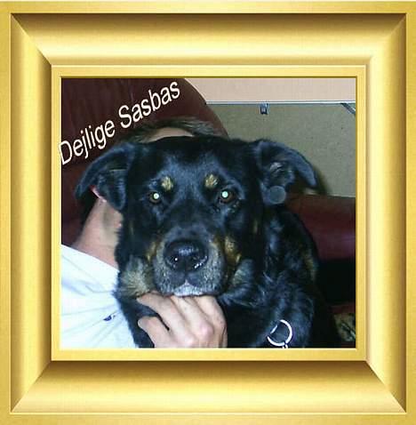 Blanding af racer Sacha RIP - Det er nu dejligt at blive kløet lidt.... billede 10