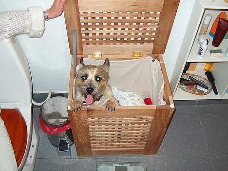 Cairn terrier Oliver billede 7