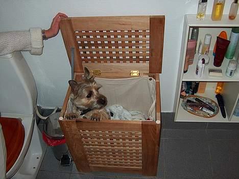 Cairn terrier Oliver billede 8