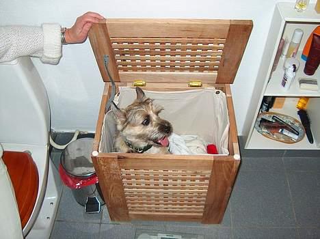 Cairn terrier Oliver billede 9