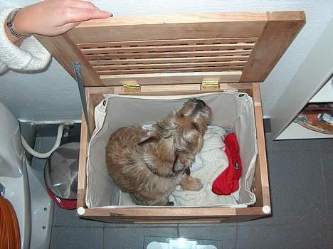 Cairn terrier Oliver billede 10