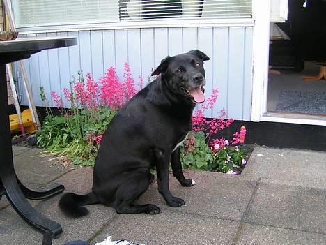 Blanding af racer Tarzan - Får jeg snart en godbid? billede 4