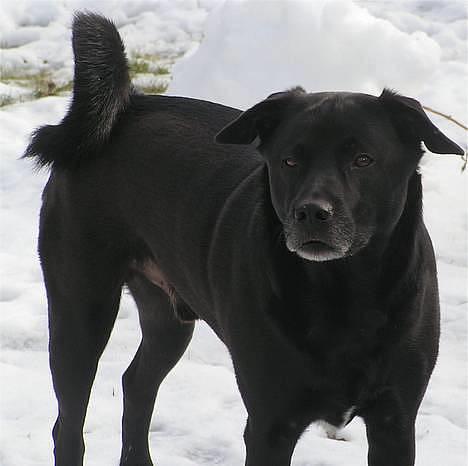 Blanding af racer Tarzan - Er jeg ikke sød? billede 5