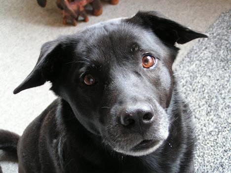 Blanding af racer Tarzan - Ville du noget? billede 6