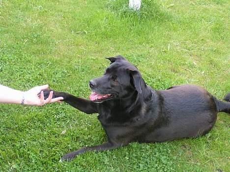 Blanding af racer Tarzan - Skal jeg ligge ned........ og gi´ pote???! billede 7