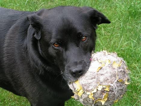 Blanding af racer Tarzan - Vil du lege? billede 8