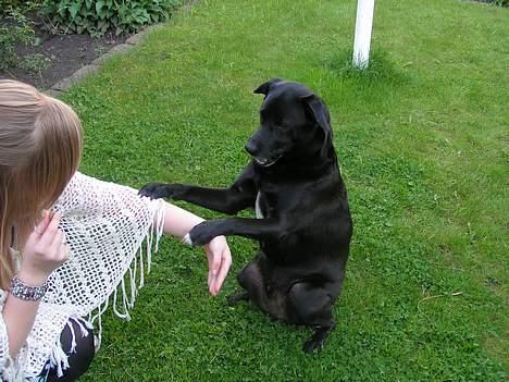 Blanding af racer Tarzan - Skal jeg sidde pænt? billede 9