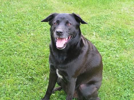 Blanding af racer Tarzan - Er vi snart færdige? billede 10