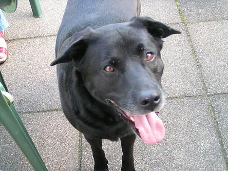 Blanding af racer Tarzan - Hvad skal jeg? billede 11