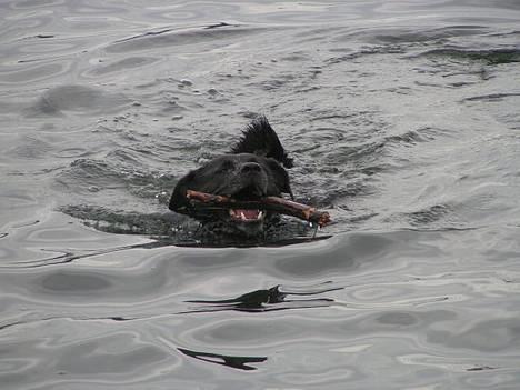 Blanding af racer Tarzan - Svømme, svømme, svømme! billede 12