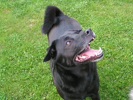 Blanding af racer Tarzan - Giv mig nu bare den godbid billede 13