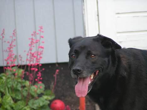 Blanding af racer Tarzan - De blomster lugter godt billede 14