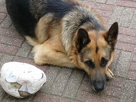 Schæferhund Faust - Hmmm! billede 1