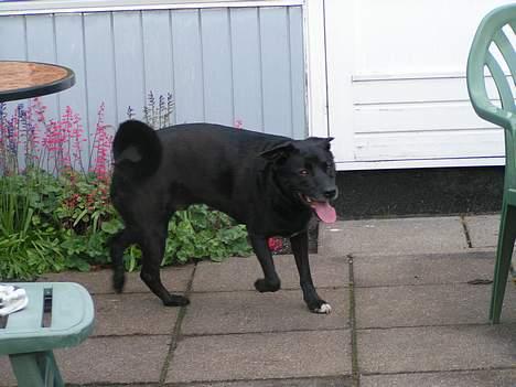 Blanding af racer Tarzan - Nu kommer jeg billede 15