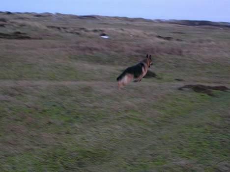 Schæferhund Faust - Han kan løbe! billede 2