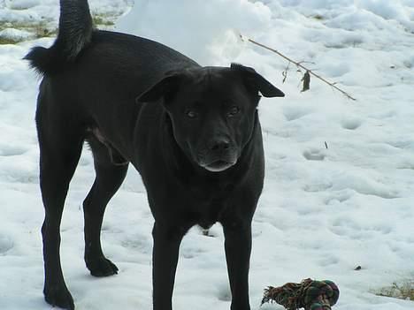 Blanding af racer Tarzan - Vil du ikke lege? billede 17