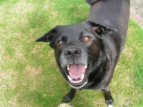 Blanding af racer Tarzan - Er der virkelig ingen der vil lege? billede 18