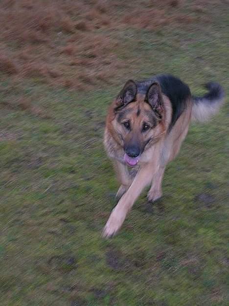 Schæferhund Faust billede 3