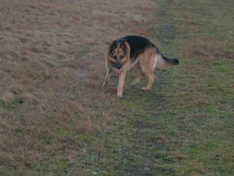 Schæferhund Faust billede 4