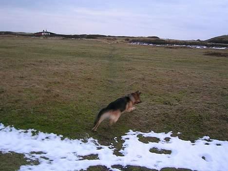 Schæferhund Faust billede 5
