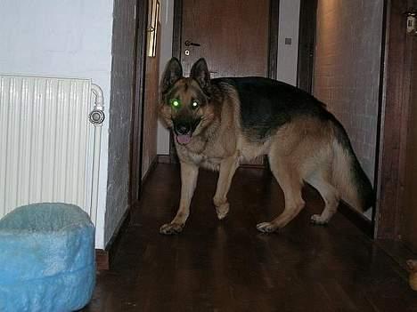 Schæferhund Faust - Ulvehunden! billede 6