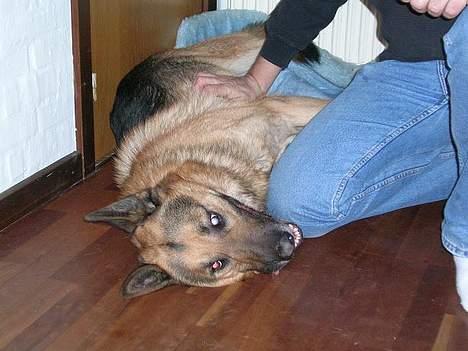 Schæferhund Faust - Hehe! billede 7