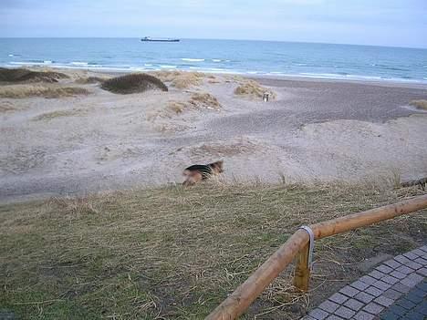 Schæferhund Faust billede 8