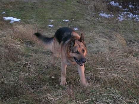 Schæferhund Faust - Hmm! billede 9