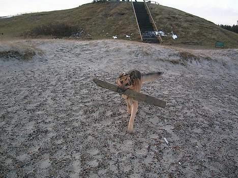 Schæferhund Faust - Se hvad jeg har fundet! billede 10