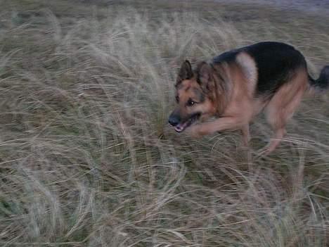 Schæferhund Faust billede 11