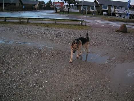 Schæferhund Faust billede 12