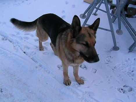 Schæferhund Faust - Fuck man, jeg fryser! billede 13
