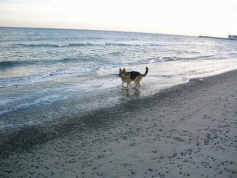 Schæferhund Faust - Vand Vand! billede 14