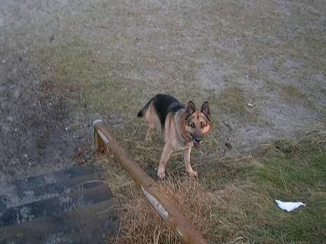 Schæferhund Faust - Kom Nu! billede 15