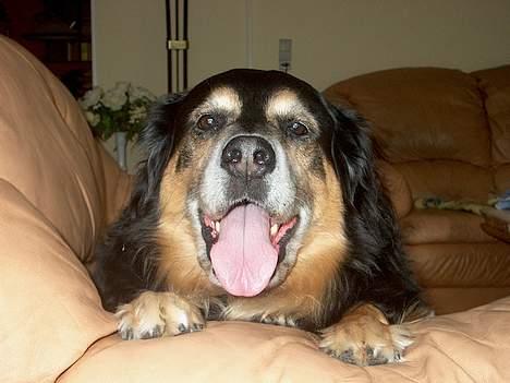 Blanding af racer Nicki  - Hehe, ja, her flyder jeg så bare max ud i sofaen.. :) billede 9