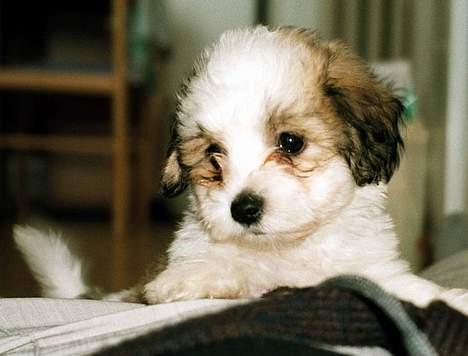 Coton de tulear Digo - 3-4 mdr gammel billede 1