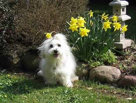Coton de tulear Digo - Sommer 2005 - 3½ år gammel billede 2
