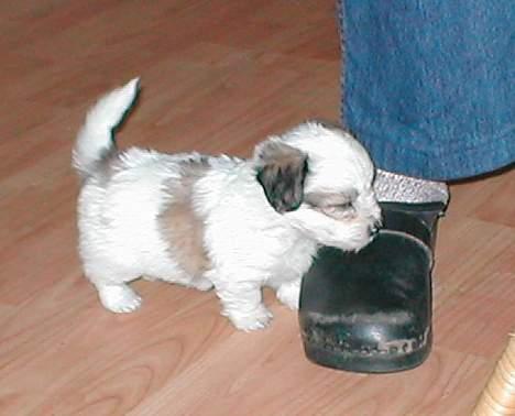 Coton de tulear Digo - 7 uger gammel - inden han forlod kennelen billede 3