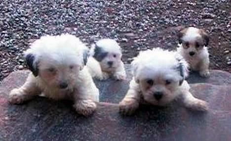 Coton de tulear Digo - Digo med familien (bagerst til højre) billede 4