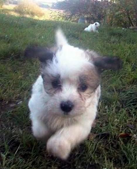Coton de tulear Digo - under 2 mdr gammel billede 5