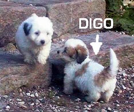 Coton de tulear Digo - Digo med brormand Malthe billede 6