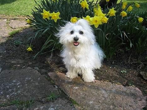 Coton de tulear Digo - Sommer 2005 - 3½ år gammel billede 7